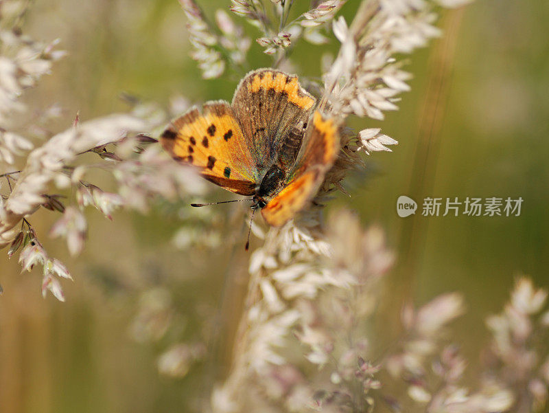 小铜/Lycaena phlaeas